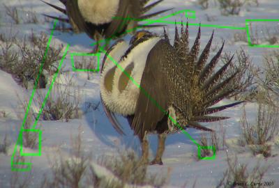 Greater Sage-Grouse 133_3348 game -real pbase 4-11-03.JPG
