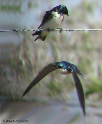Tree Swallow 134_3495 pbase 4-13-03.JPG