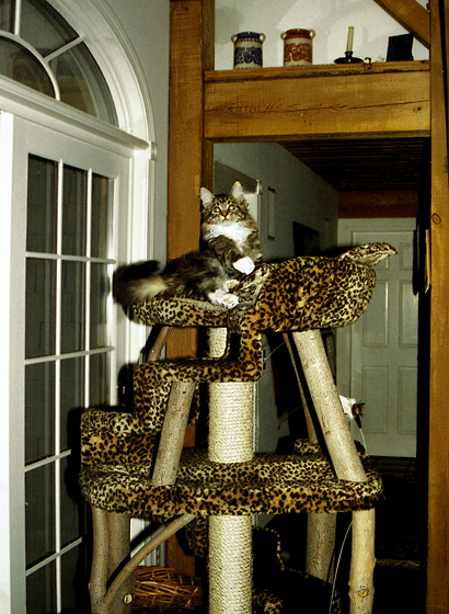 Ozzie Watches Closely Lizzies  Progress In The Rafters