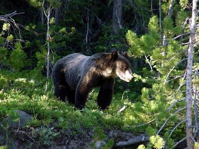 u24/bill_b/medium/19768236.DSC05599GrizzlyBear.jpg
