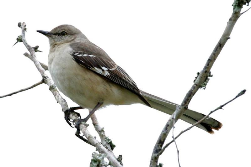Northern Mockingbird I