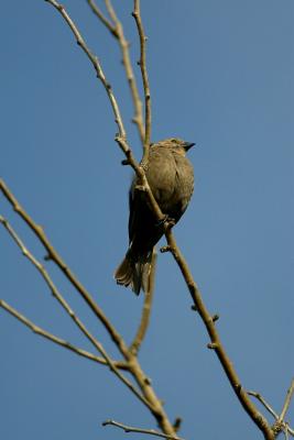 Female Brown-Headed Cowbird