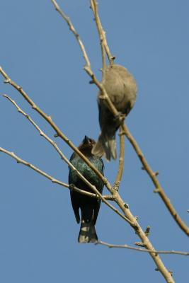 Brown-Headed Cowbird Pair