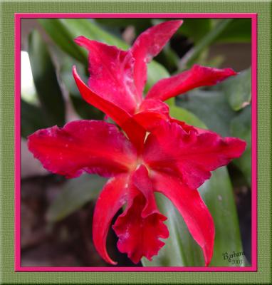 orchid 1 matted.jpg