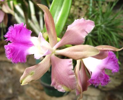 orchid 2 DSC02382 copy 3.jpg