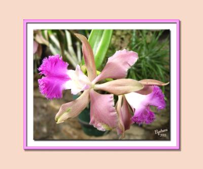 orchid 2 framed.jpg
