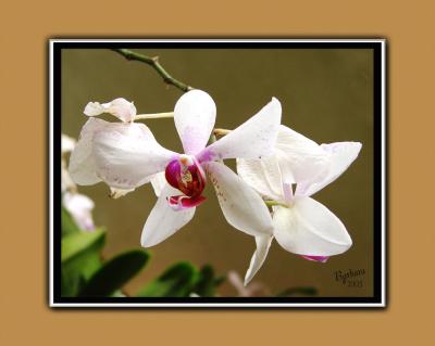 orchid 3.jpg