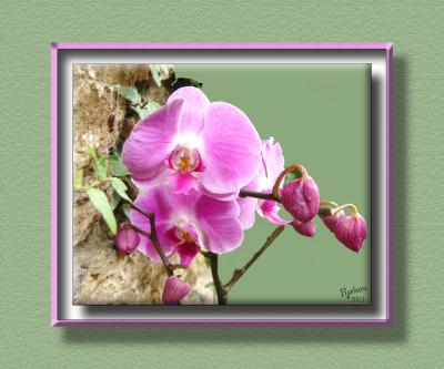 orchid 4 on floating on canvas.jpg