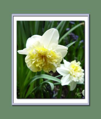 Double White Daffodil.jpg