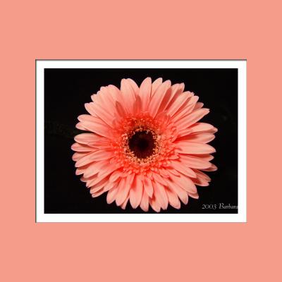 florals
