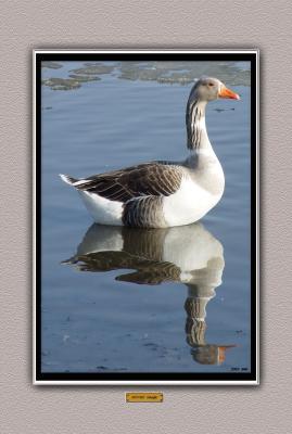 mirror image.jpg