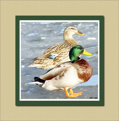 Mr and Misses Mallard. framed.jpg