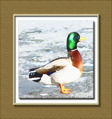 Mallard cardiff bay technique framed.jpg