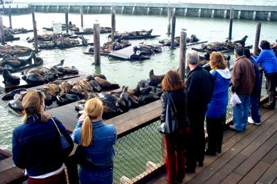 the sea lions at Fiherman's Wharf