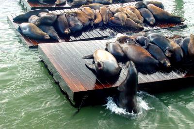 sea lions' turf battle