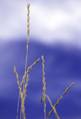 Prairie Wheat.jpg