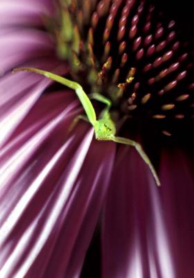 Green Spider on Coneflower.jpg