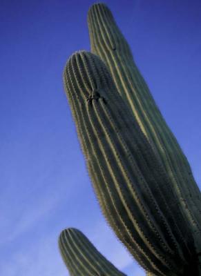 Tucson Cactus.jpg