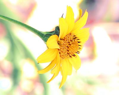 Monet Sunflower 2003