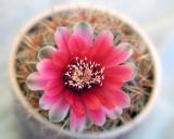 Fall Cactus Flower 2001