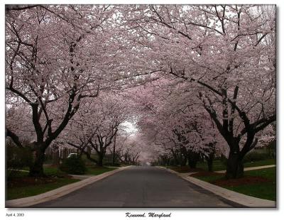 2003 National Cherry Blossom Festival in Washington D.C.