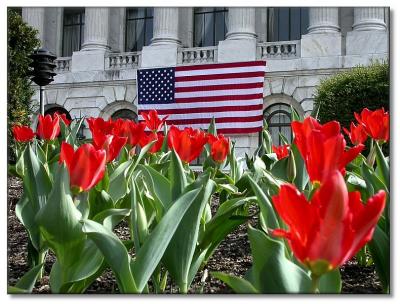 Patriotic Tulips
