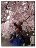 Timmy enjoying the blossoms