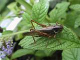 Grasshopper