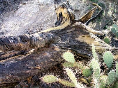 Deadwood & Cactus