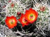 Desert Cactus Flowers