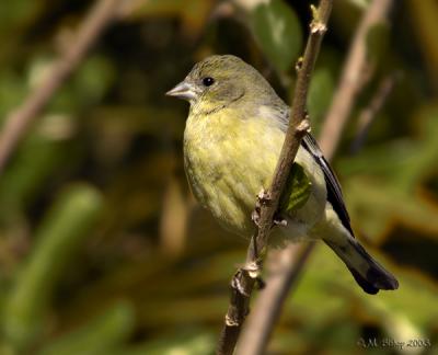 Lesser Goldfinch