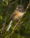 Junco in bush