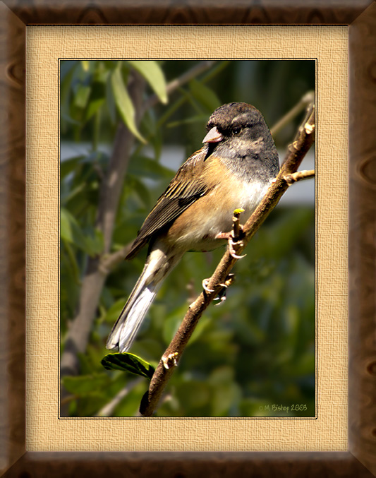 Dark-eyed-Junco-framed.jpg