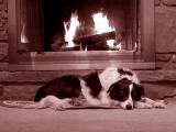 Retired sheepdog by the fire - Kelly