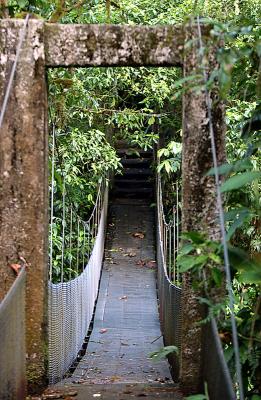 Bridge in Rain Forest