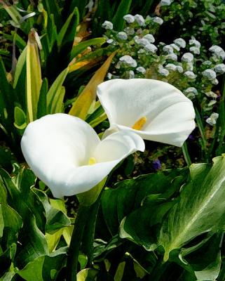 u24/chuckm41/medium/14071598.lilliesweb.jpg