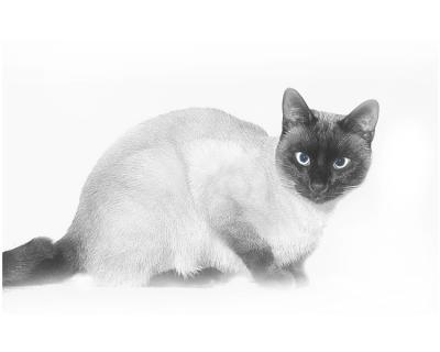 sour cat.jpg