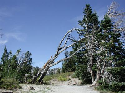 bent-trees.jpg