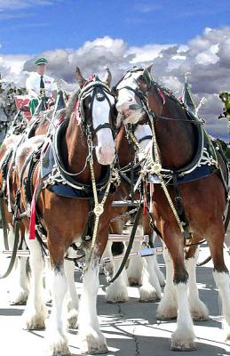 Clydes Kern co fair.jpg