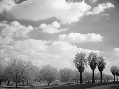 3-palms.jpg