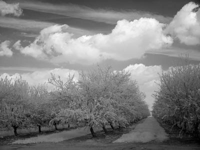 almonds-rows.jpg
