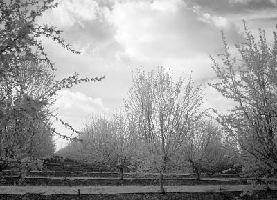 infrared_717