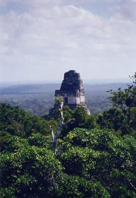 These Temples just are sticking up over the jungle that grew over them.
