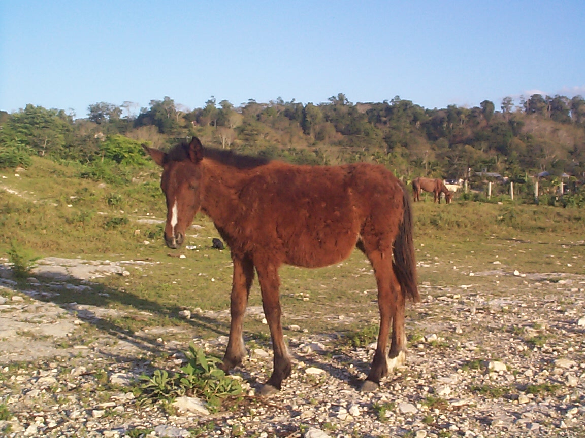Very small horsies here, about the size a small donkey