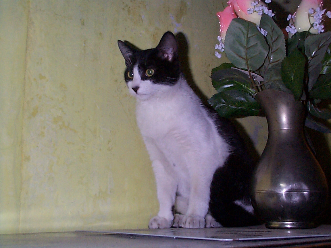 El Gato