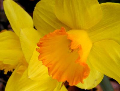 Daffodil