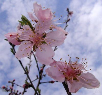 Peach Blooms
