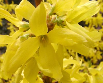 Bush Blooms