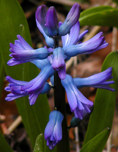 Hyacinth