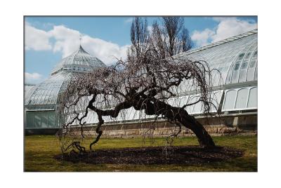 Early spring at the Phipps shows the building off to it's best.